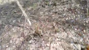 Чесальное дерево для кабанов.