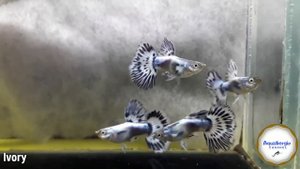 beautiful different guppies🐠красивые разные гуппи