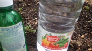 Муравьи в теплице. Мой метод борьбы.