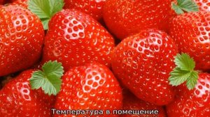 Клубника Машенька