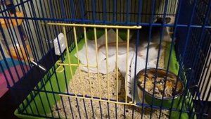 Крыски играют | Домашние крысы | Rats playing | Rats pets