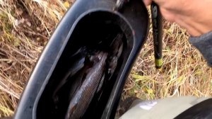 Рыбалка на Хариуса/Хариус стоит в ЯМАХ и на ПЛЕСАХ./на Удочку и МУШКУ.