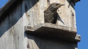 Вылет скворчонка из гнезда.