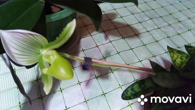 Пафиопедилум Мауди. Почему орхидеи долго цветут? смотреть онлайн