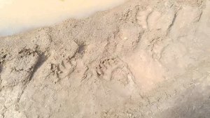 Следы медведя. Дачные истории. Traces of a bear. Countryside stories.