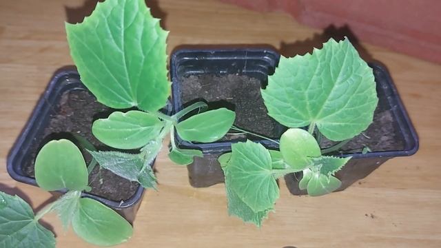 Ingrasamant natural pentru rasadurile de castraveti смотреть онлайн