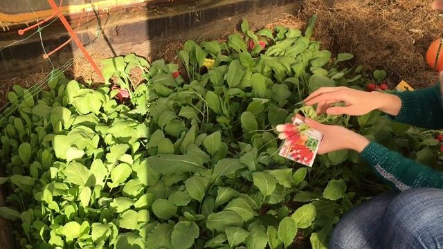 Супер сорта редиса для выращивания в теплице! Замёрзли огурцы и томаты!Моё мнение про огород на окн смотреть онлайн