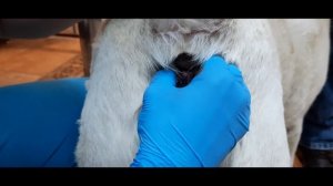 Собака начала ездить на попе, что делать?