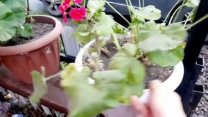 КАК ОБРЕЗАТЬ ПЕЛАРГОНИЮ ОСЕНЬЮ, И ПОЛУЧИТЬ ПЫШНЫЙ КУСТ. ВЫКАПЫВАЕМ .САЖАЕМ.И ЧЕРЕЗ 14 ДНЕЙ ОБРЕЗАЕМ