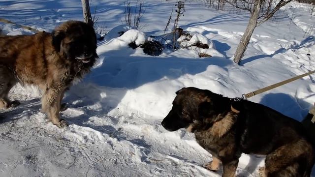 Грей V, Юриша - 2 смотреть онлайн