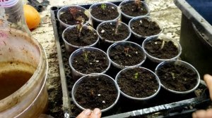 Малина сорт Гусария. 14 марта 2024г, первая поросль.