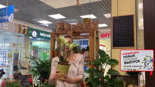 Комнатный цветок - как можно празднично оформить одно растение и удивить близкого человека.