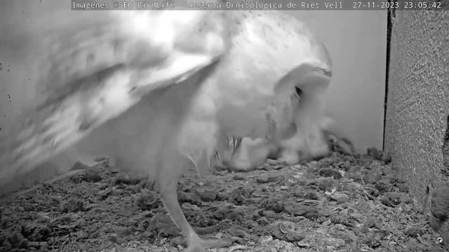 КОВТНУВ МИШУ. СИПУХА. РІТ-ВЕЛЛ. ЕБРО. ІСПАНІЯ 28-11-23-BARN OWL. RESERVA RIET VELL. DELTA EBRO SPAI смотреть онлайн