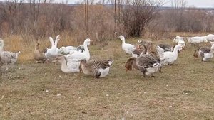 продаю холмогорских гусей.