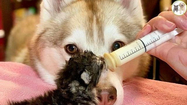In the shelter, the dog is raising three small abandoned kittens смотреть онлайн