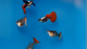 Гуппи Dumbo platinum red tail