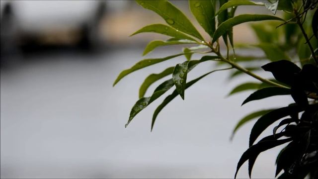 Download Nikon D5200 video test with 50mm and 18-300 mm lens смотреть онлайн