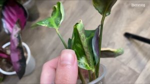 Обзор моей коллекции калатей. Комнатные растения.