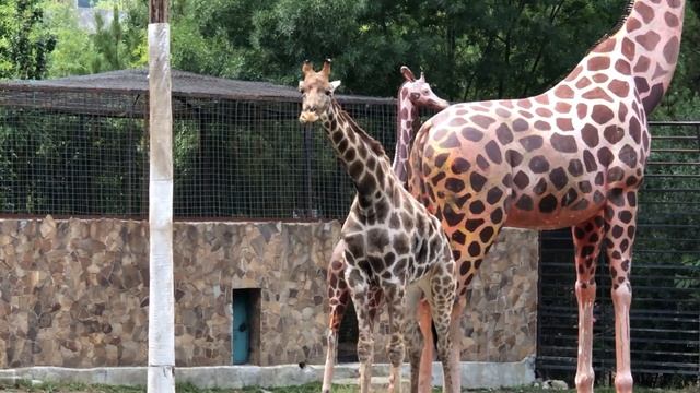 Сказочный жираф! Ялта зоо смотреть онлайн