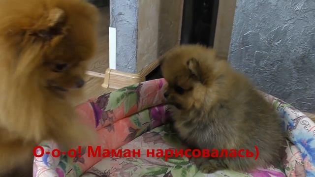 ?  Будни Шпицулек #4.  Шпиц забавно играет. Как поживает щенок Бэтти