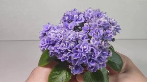 Gleeful Elf  (мини фиалка)