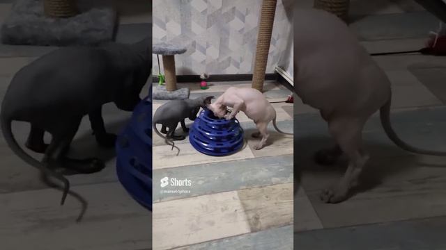 Смешные котята Марс и Луна, вечерние игры#котята #канадскийсфинкс #игрыкотят#cats #смешныекотята
