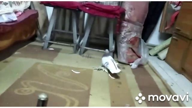 Голуби на племя 2021 голуби Алматы Казахстан смотреть онлайн