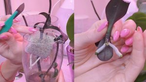 Удивительное рядом! Детки на цветоносе БЕЗ применения цитокининовой пасты. ЧТО ДАЛЬШЕ?