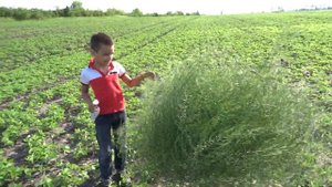 Перекати-поле.  Находка 2020.