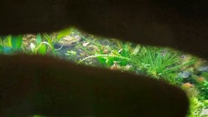 Аквариум 600 литров. Травник. Мягкая вода + СО2 балон.