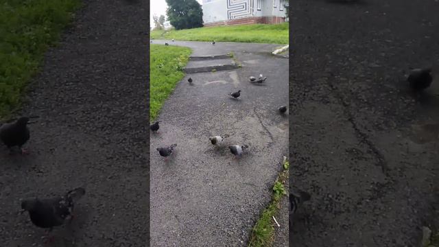 VID-20240831-WA0000.mp4 смотреть онлайн