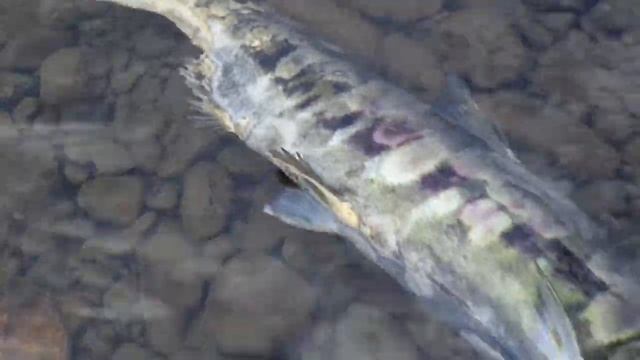 Нерест кеты,или правда жизни... смотреть онлайн