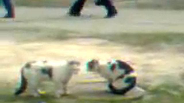 коты на улице смотреть онлайн