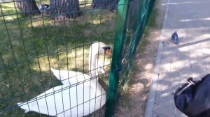 Какающий лебедь