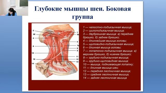 Расположение, значение скелетных мышц. Мышцы туловища: груди, спины, живота.