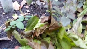 Как правильно укрыть розы что б сохранить их на зиму от мороза. Подготовка к зиме роз осенью.