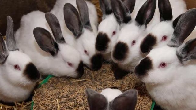 Можно ли давать пшеницу кроликам смотреть онлайн