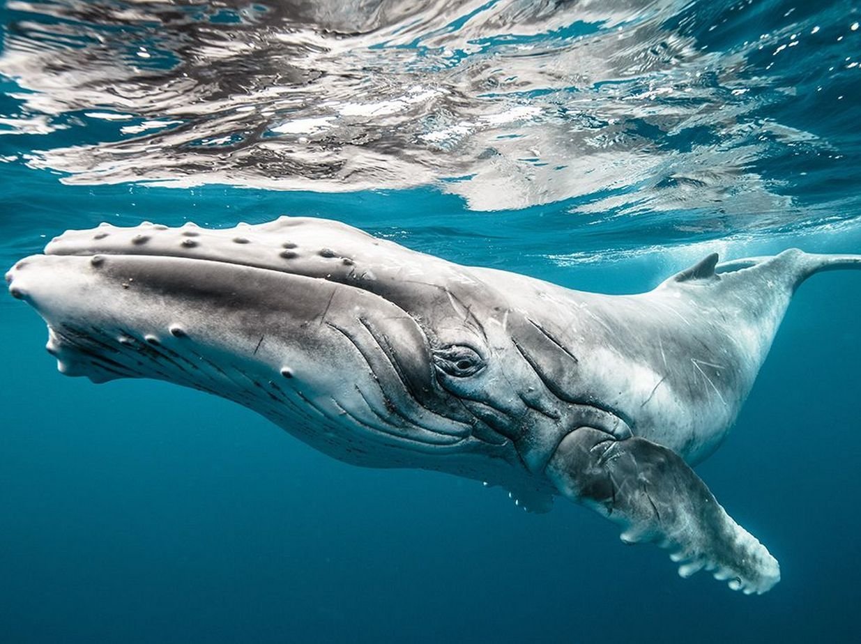 Звуки животных для детей |Звуки китов / Пение китов под водой