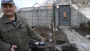 ЖИМОЛОСТЬ ягода:  посадка и уход