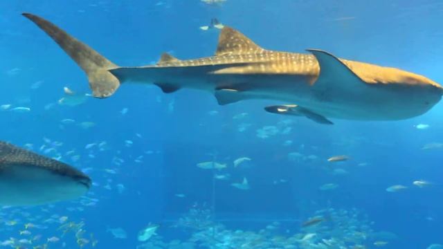 Китовые акулы в Аквариуме Тюрауми (Окинава) смотреть онлайн