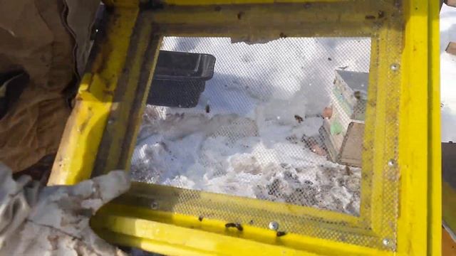сколько съели мёда пчёлы за зиму ?замена доньев смотреть онлайн