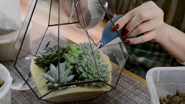 Мастер-класс "Флорариум с суккулентами".
