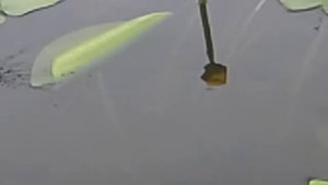 Рыбалка на озере Неро