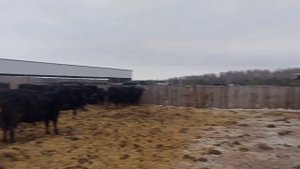 как устроена ферма Абердин Ангус?!