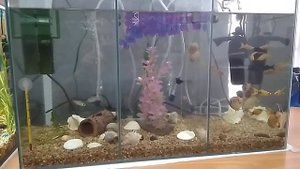 Апистограмма Рамирези. (Microgeophagus Ramirezi). Новая рыбка в новом аквариуме. Ампулярии.