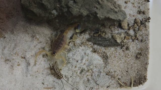 Желтый израильский скорпион ест (Leiurus quinquestriatus) смотреть онлайн