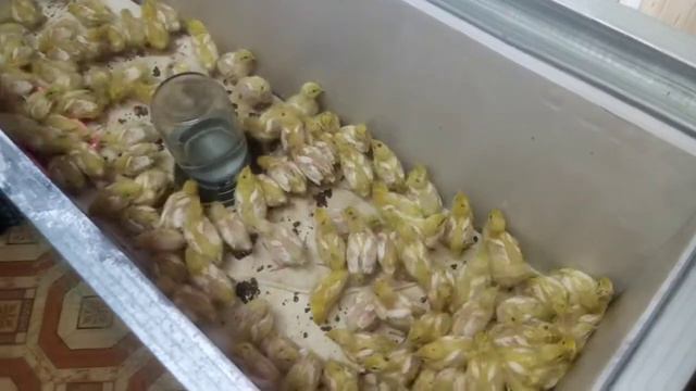 Вес перепелов в 7 дней.