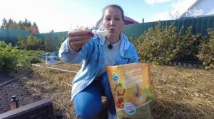 Чем же вкусным заправить грядку под чеснок осенью? Как правильно посадить озимый чеснок.