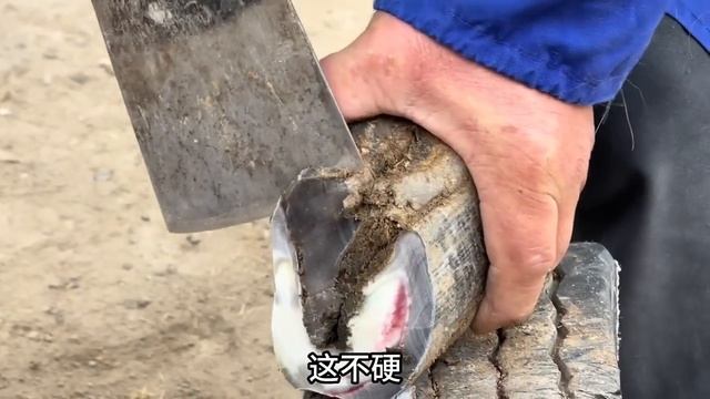 驴蹄严重畸形走路难，肉蹄卷成脚底磨成饼，一刀露红十刀露白酸爽!【河北小辉姐】 смотреть онлайн