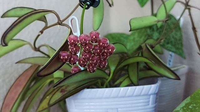 Хойя Вайетти (Hoya Wayetii) и Хойя Калистофила Калимантан(Hoya Callistophill sp.Kalimantan)